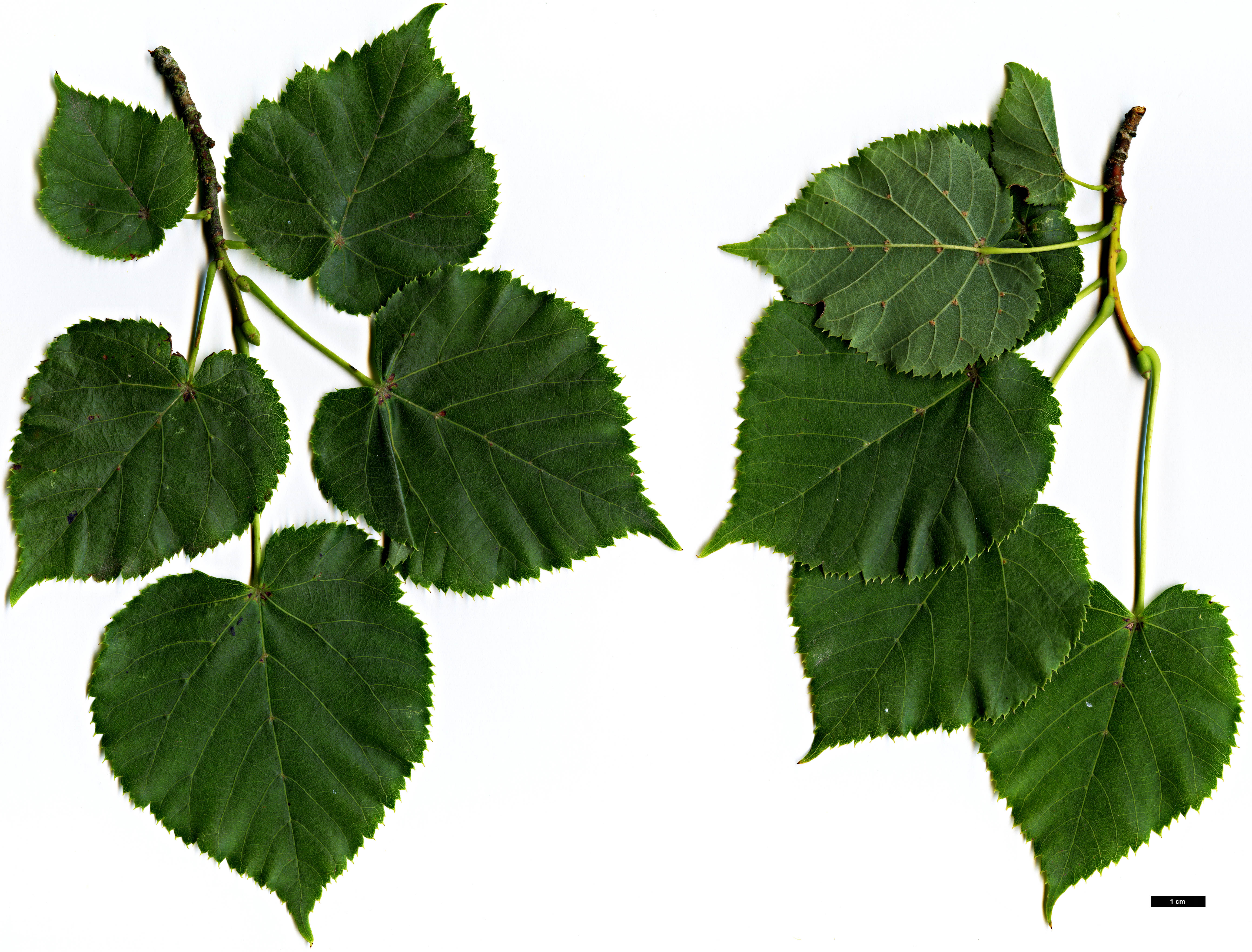 High resolution image: Family: Malvaceae - Genus: Tilia - Taxon: dasystyla - SpeciesSub: subsp. dasystyla